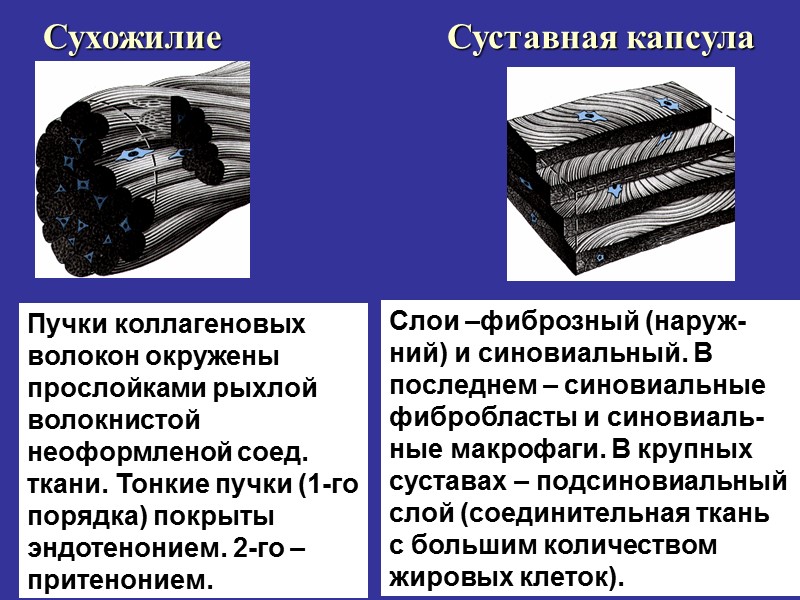 Сухожилие Суставная капсула Пучки коллагеновых волокон окружены прослойками рыхлой волокнистой неоформленой соед. ткани. Тонкие